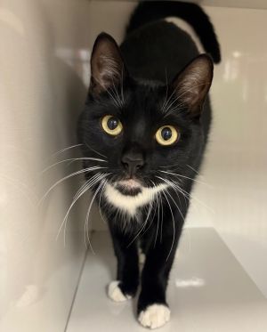 L.U., Adult Male Domestic Short Hair