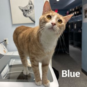 Blue, Adult Male unknown