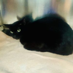 If you would like to adopt a pet please visit us at any of our adoption sites during regular busine