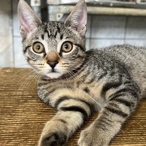Platana, Baby Female Domestic Short Hair