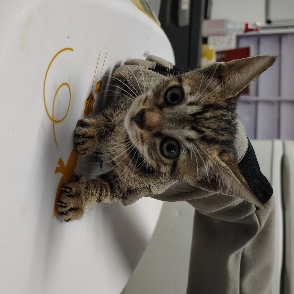 Platana, an adoptable Domestic Short Hair in Vieques, PR, 00765 | Photo Image 2