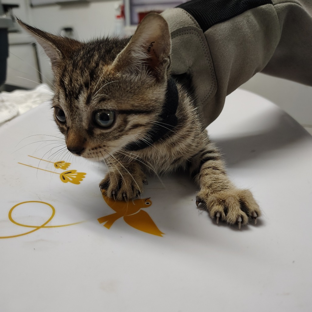 Platana, an adoptable Domestic Short Hair in Vieques, PR, 00765 | Photo Image 3