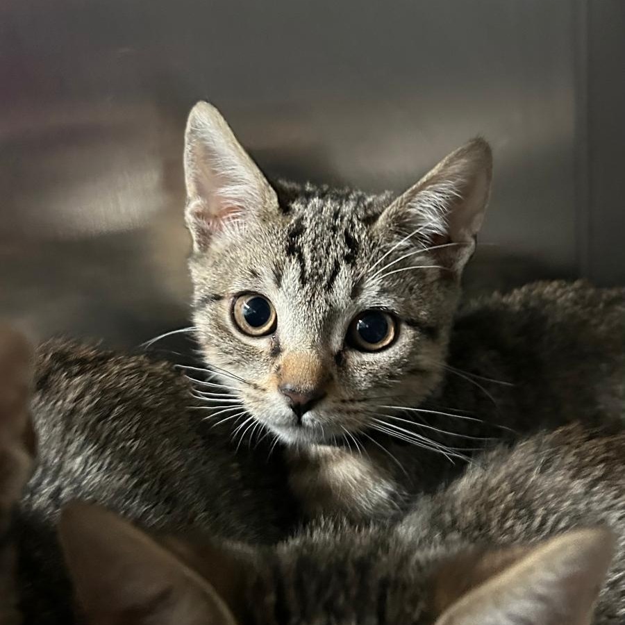 Platana, an adoptable Domestic Short Hair in Vieques, PR, 00765 | Photo Image 4
