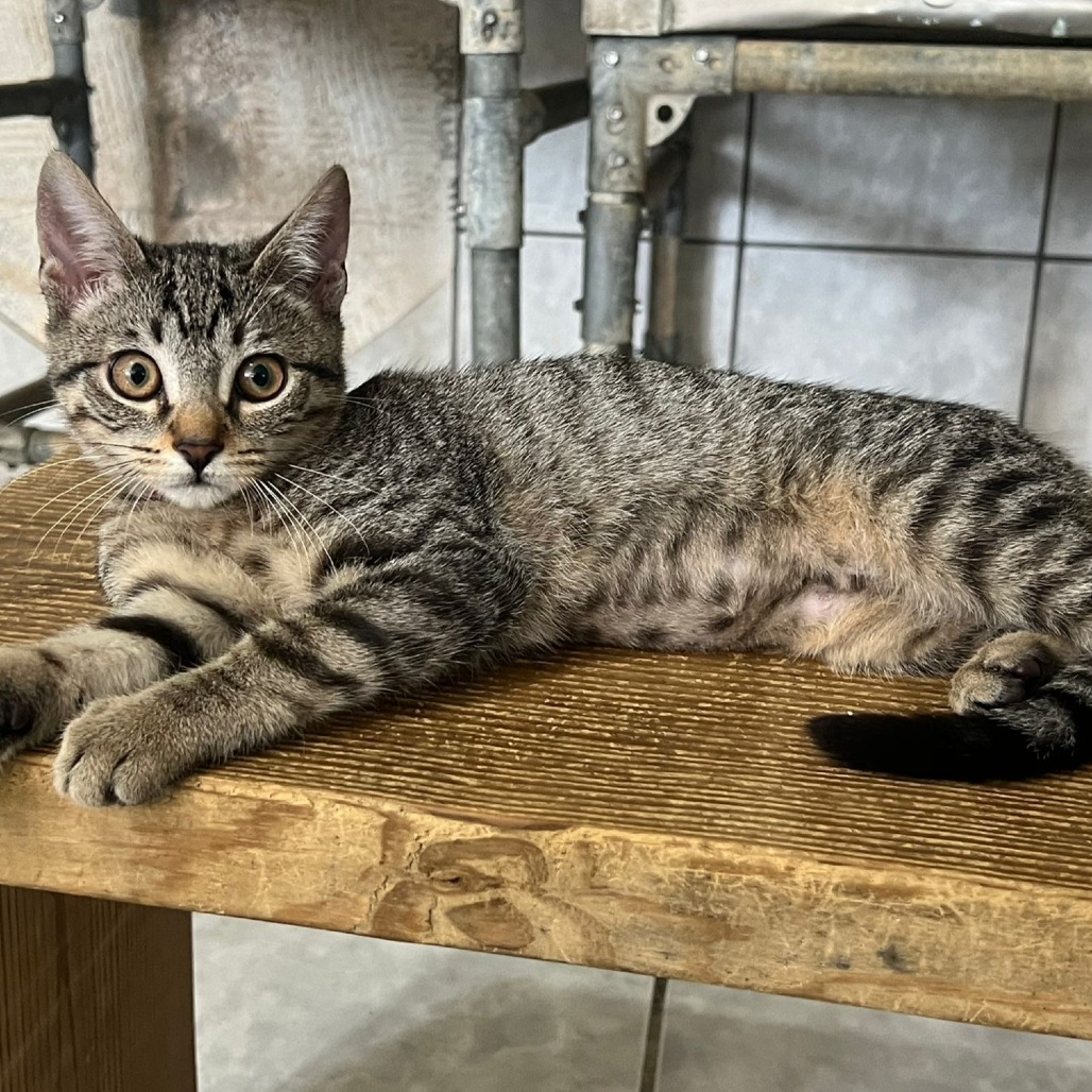 Platana, an adoptable Domestic Short Hair in Vieques, PR, 00765 | Photo Image 5