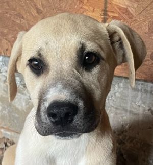 Nala