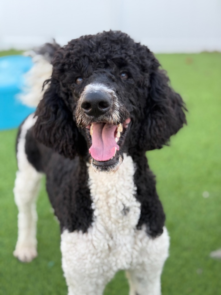 Ozzie