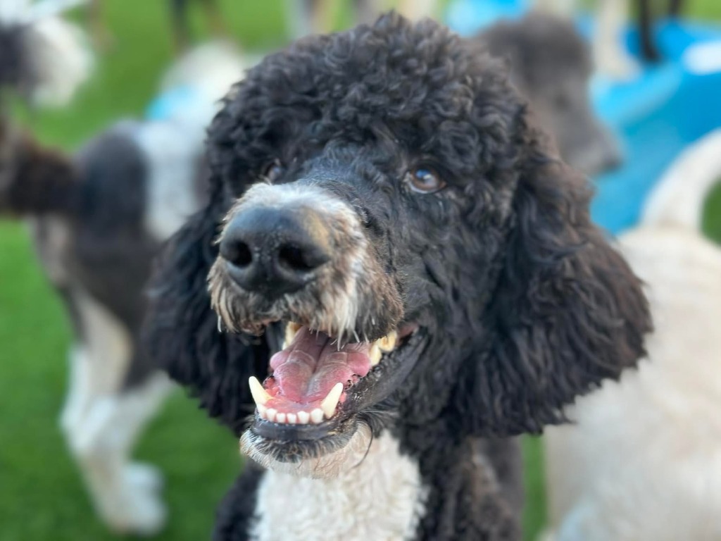 Ozzie