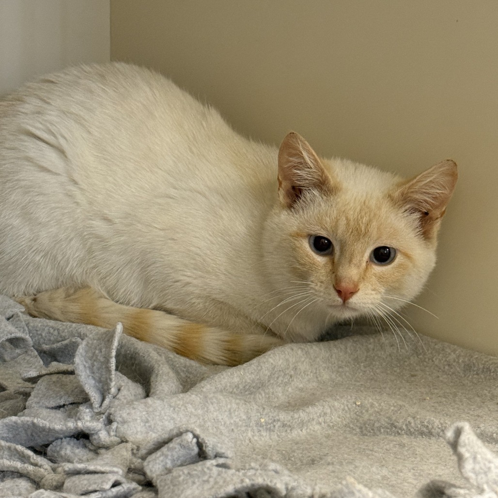 Toasted Marshmellow, an adoptable American Shorthair in Cody, WY, 82414 | Photo Image 1