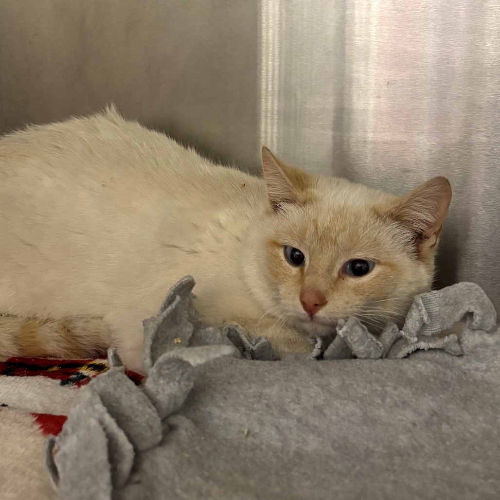 Toasted Marshmellow, an adoptable American Shorthair in Cody, WY, 82414 | Photo Image 2