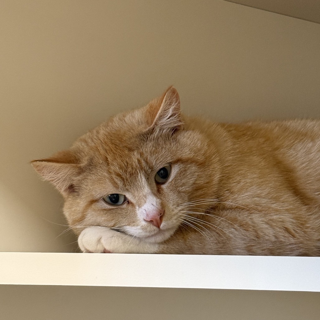 Dreamsicle, an adoptable American Shorthair in Cody, WY, 82414 | Photo Image 1