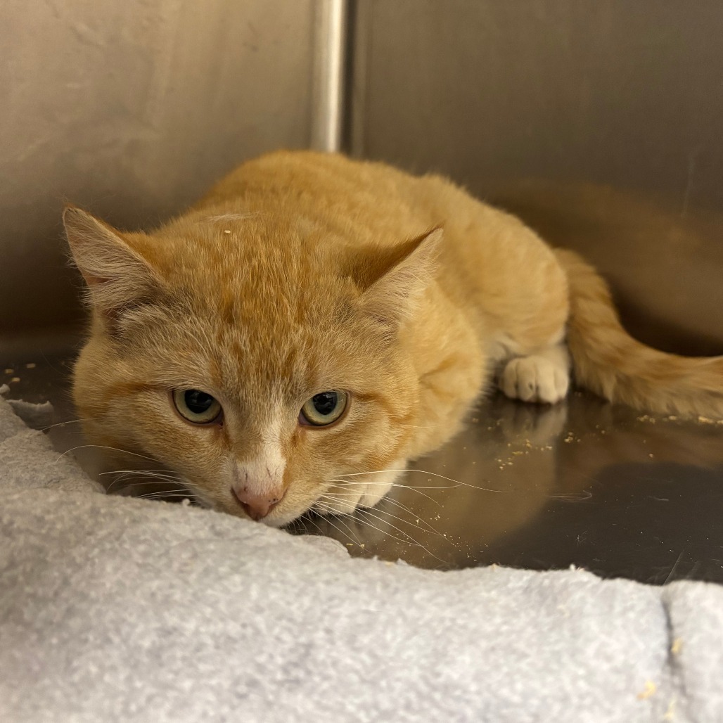 Dreamsicle, an adoptable American Shorthair in Cody, WY, 82414 | Photo Image 2