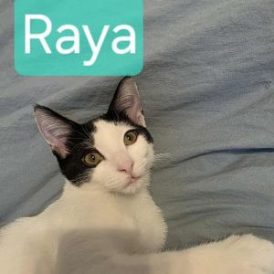 Raya, Baby Female unknown