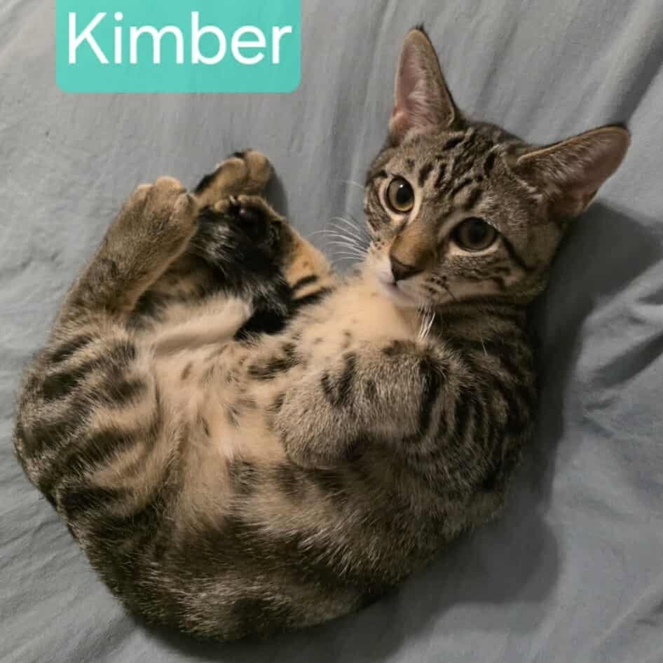 Kimber