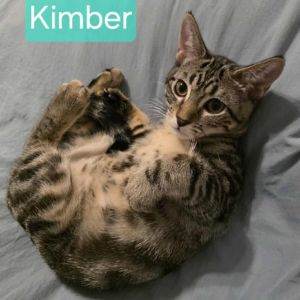 Kimber, Baby Female unknown