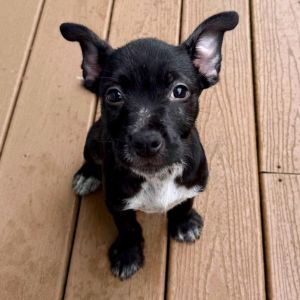 Meet me by appointment in my foster home in Yorktown Heights NY Around mid-February the shelter st