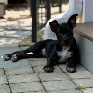 NY Mario (Foster Yorktown Heights) Terrier Dog