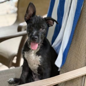 NY Mario (Foster Yorktown Heights) Terrier Dog