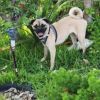 Lupi photo 2