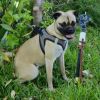 Lupi photo 3