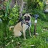 Lupi photo 4