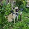 Lupi photo 5