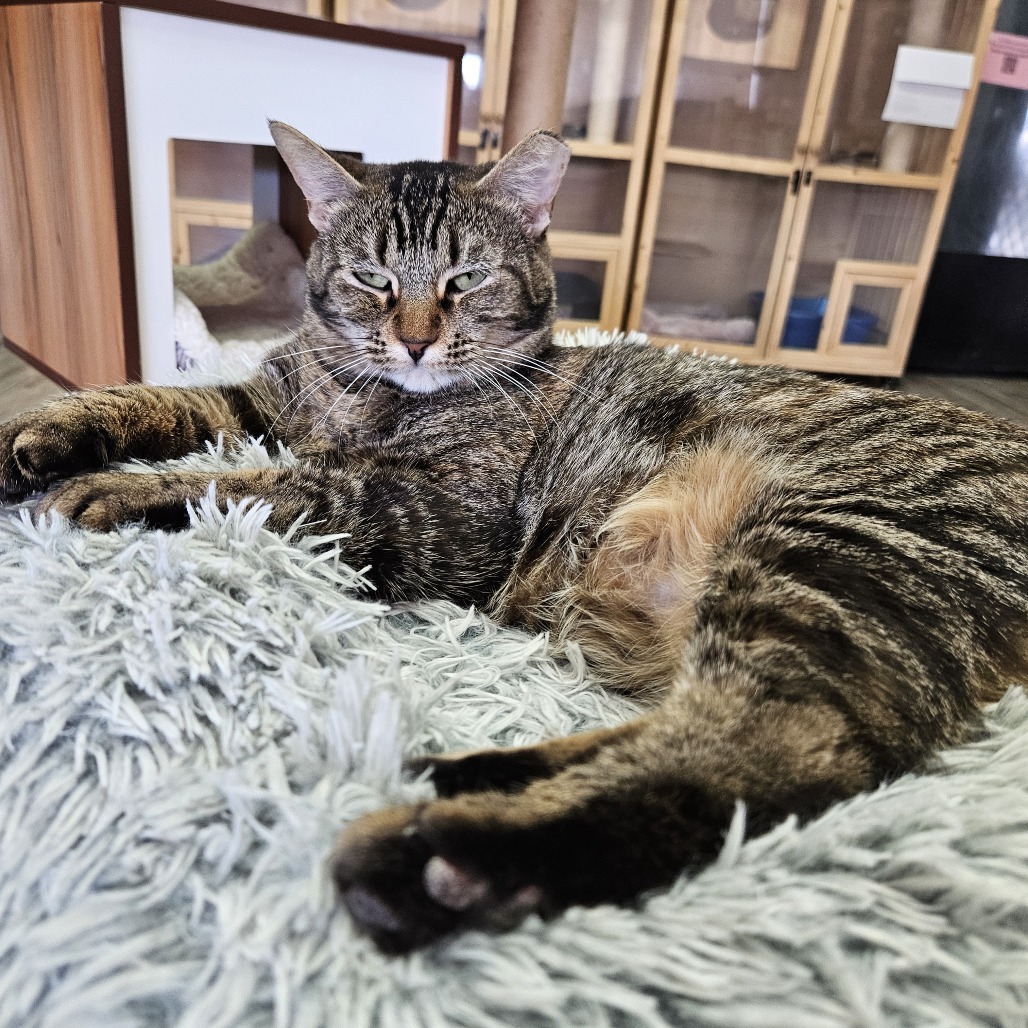 Prudence, an adoptable Domestic Short Hair in Las Vegas, NV, 89146 | Photo Image 1