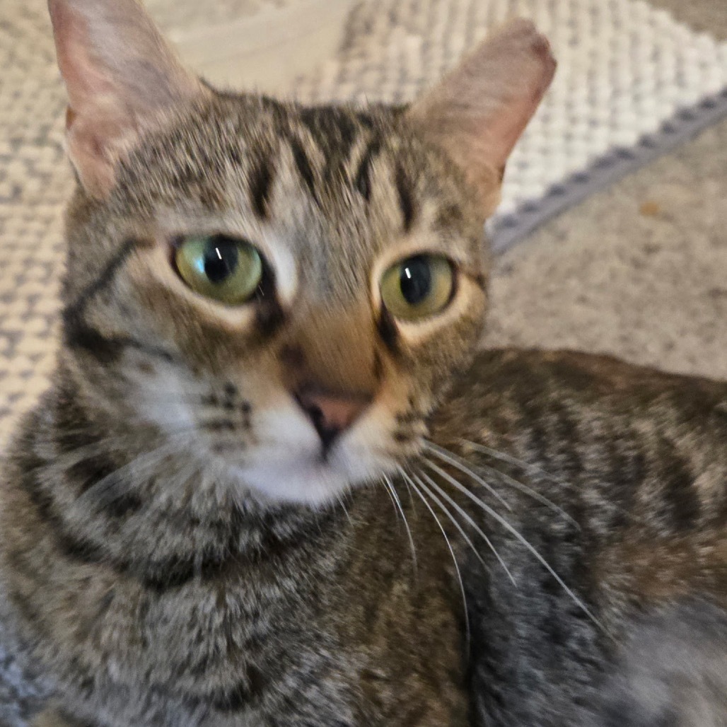 Prudence, an adoptable Domestic Short Hair in Las Vegas, NV, 89146 | Photo Image 2