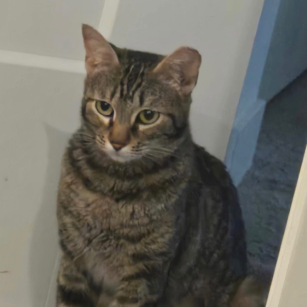 Prudence, an adoptable Domestic Short Hair in Las Vegas, NV, 89146 | Photo Image 3