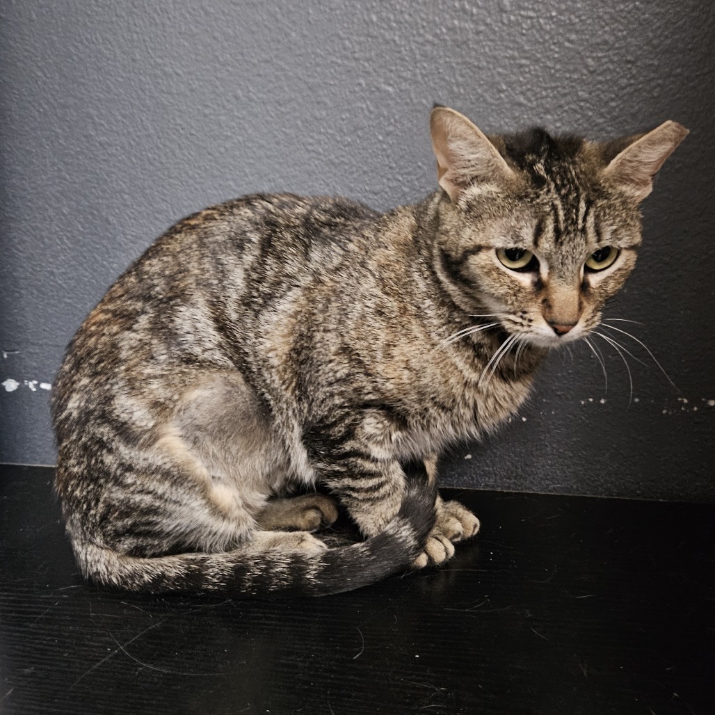 Prudence, an adoptable Domestic Short Hair in Las Vegas, NV, 89146 | Photo Image 4