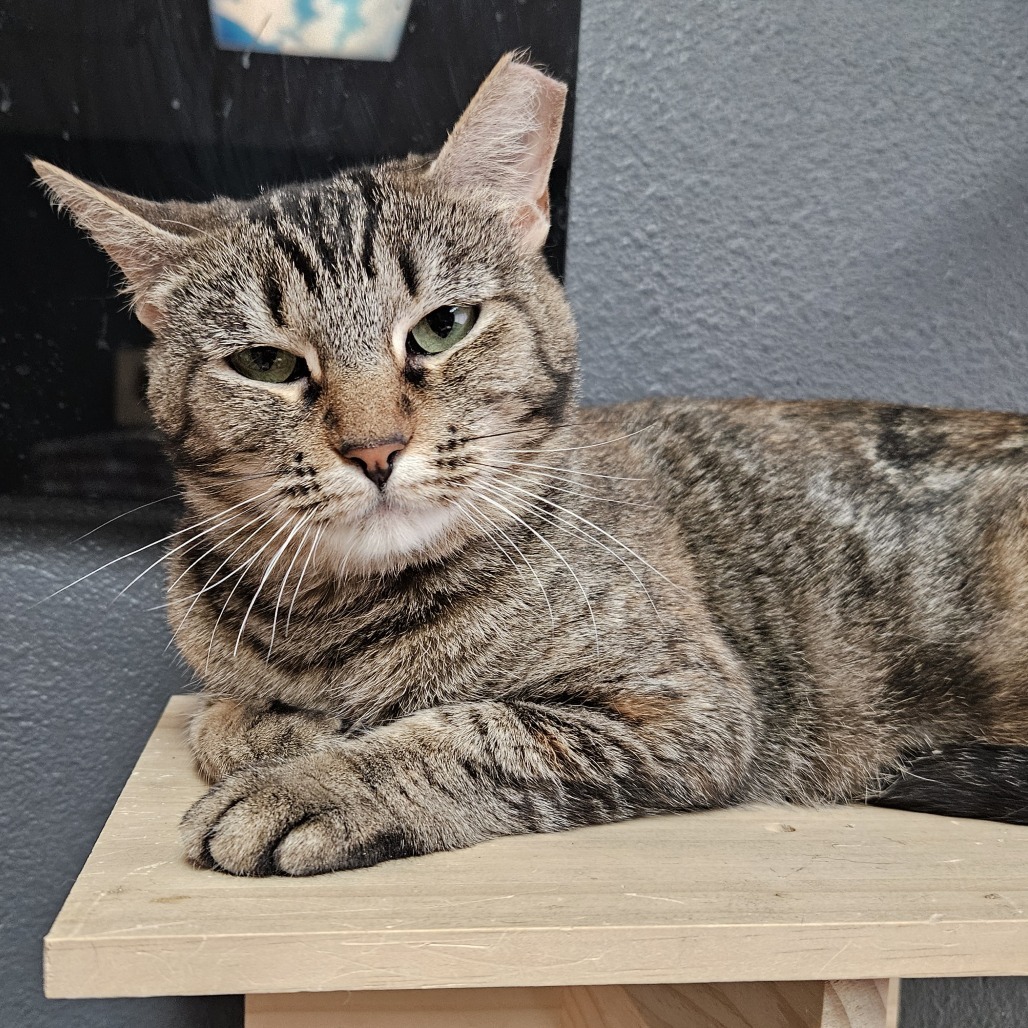Prudence, an adoptable Domestic Short Hair in Las Vegas, NV, 89146 | Photo Image 5