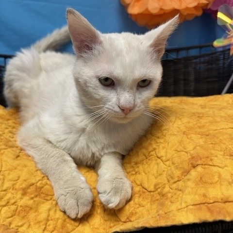 Casper, an adoptable Domestic Short Hair in Las Vegas, NV, 89146 | Photo Image 1