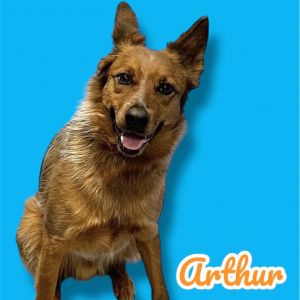 Arthur, Adult Male Australian Cattle Dog / Blue Heeler