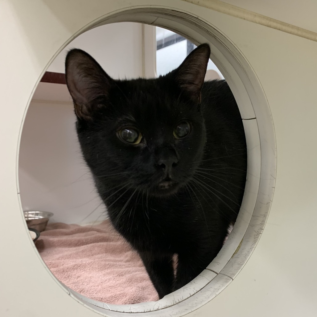 Sabrina, an adoptable Domestic Short Hair in Cheyenne, WY, 82007 | Photo Image 1