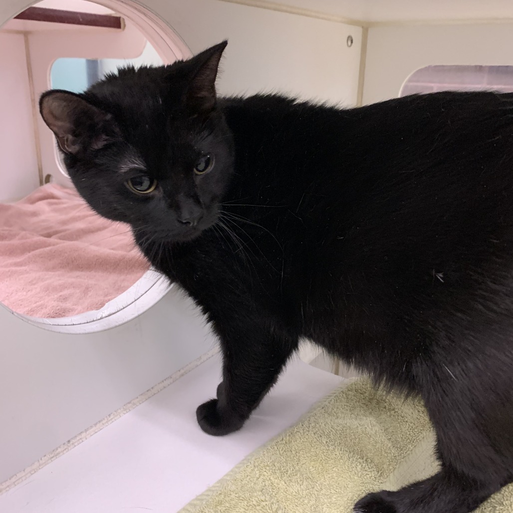 Sabrina, an adoptable Domestic Short Hair in Cheyenne, WY, 82007 | Photo Image 2