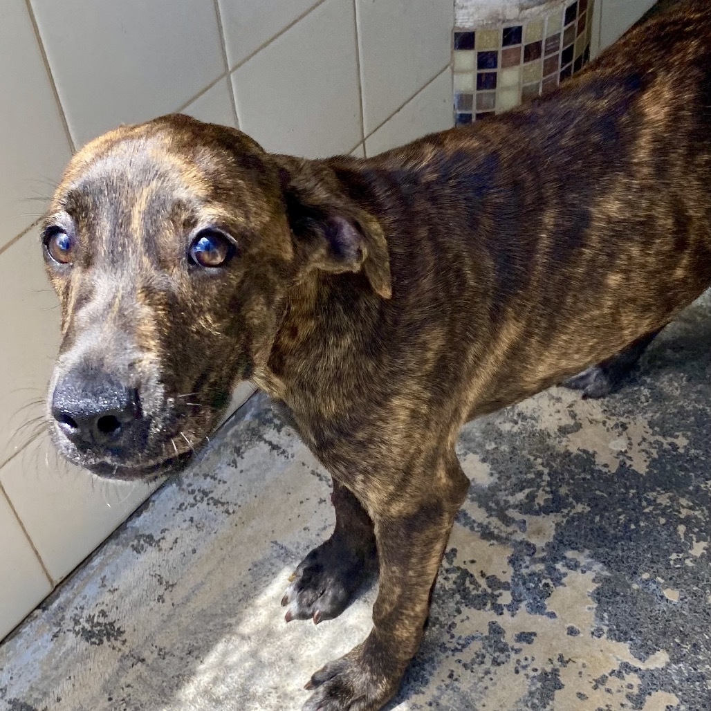 Nakita (COH-A-63839), an adoptable Mixed Breed in Volcano, HI, 96785 | Photo Image 1