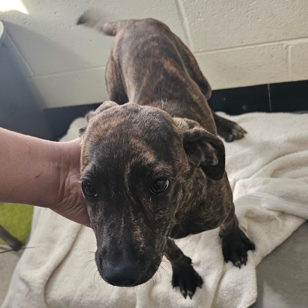 Nakita (COH-A-63839), an adoptable Mixed Breed in Volcano, HI, 96785 | Photo Image 2