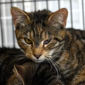 Sparkler, Young Female unknown