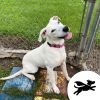 Maggie Waggie photo 1