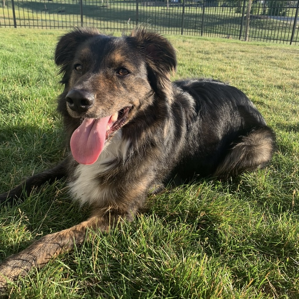 Portland - FOSTER OR ADOPTER NEEDED!