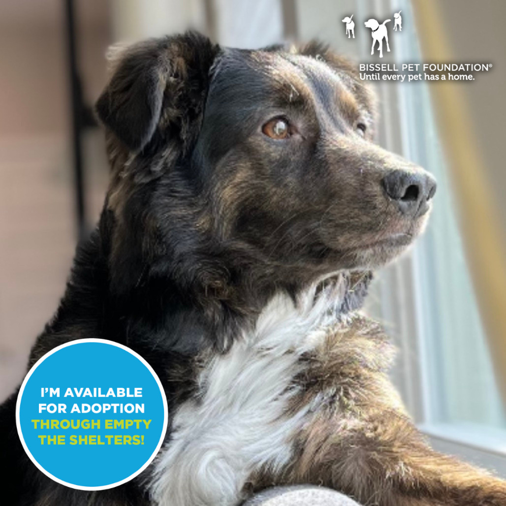 Portland - $70 Bissell Sponsored Adoption Fee!