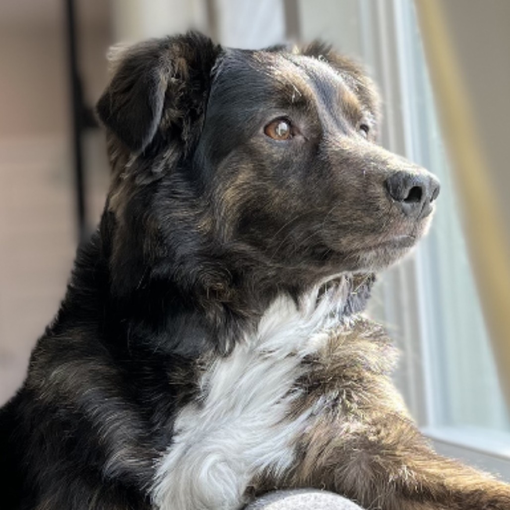 Portland - FOSTER OR ADOPTER NEEDED!