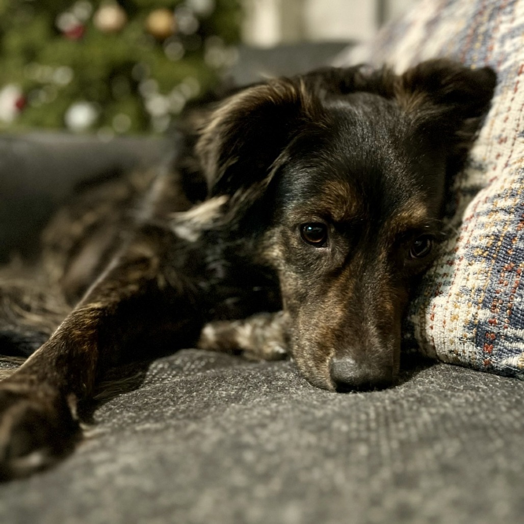 Portland - FOSTER OR ADOPTER NEEDED!