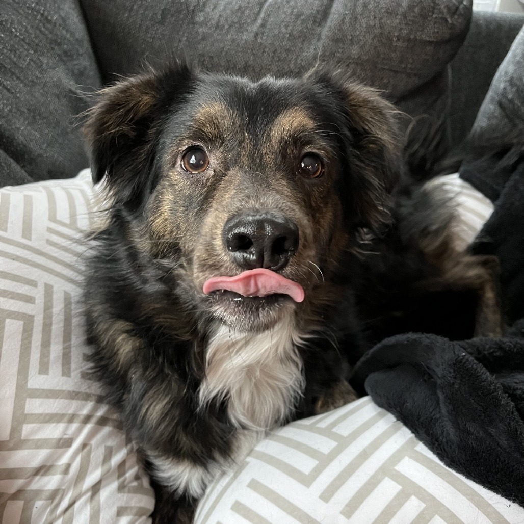Portland - FOSTER OR ADOPTER NEEDED!