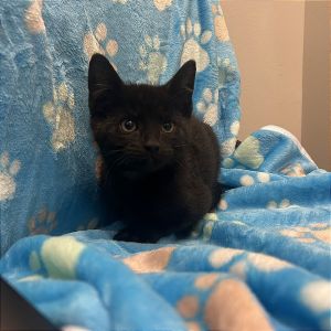 Scooter McGooter, Baby Male Domestic Short Hair