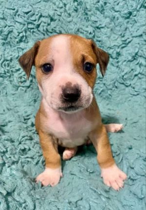 Luke Bankole, Baby Male Mixed Breed