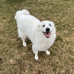 Pinkie, Adult Female Great Pyrenees