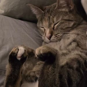 Pebbles, Adult Female Domestic Short Hair
