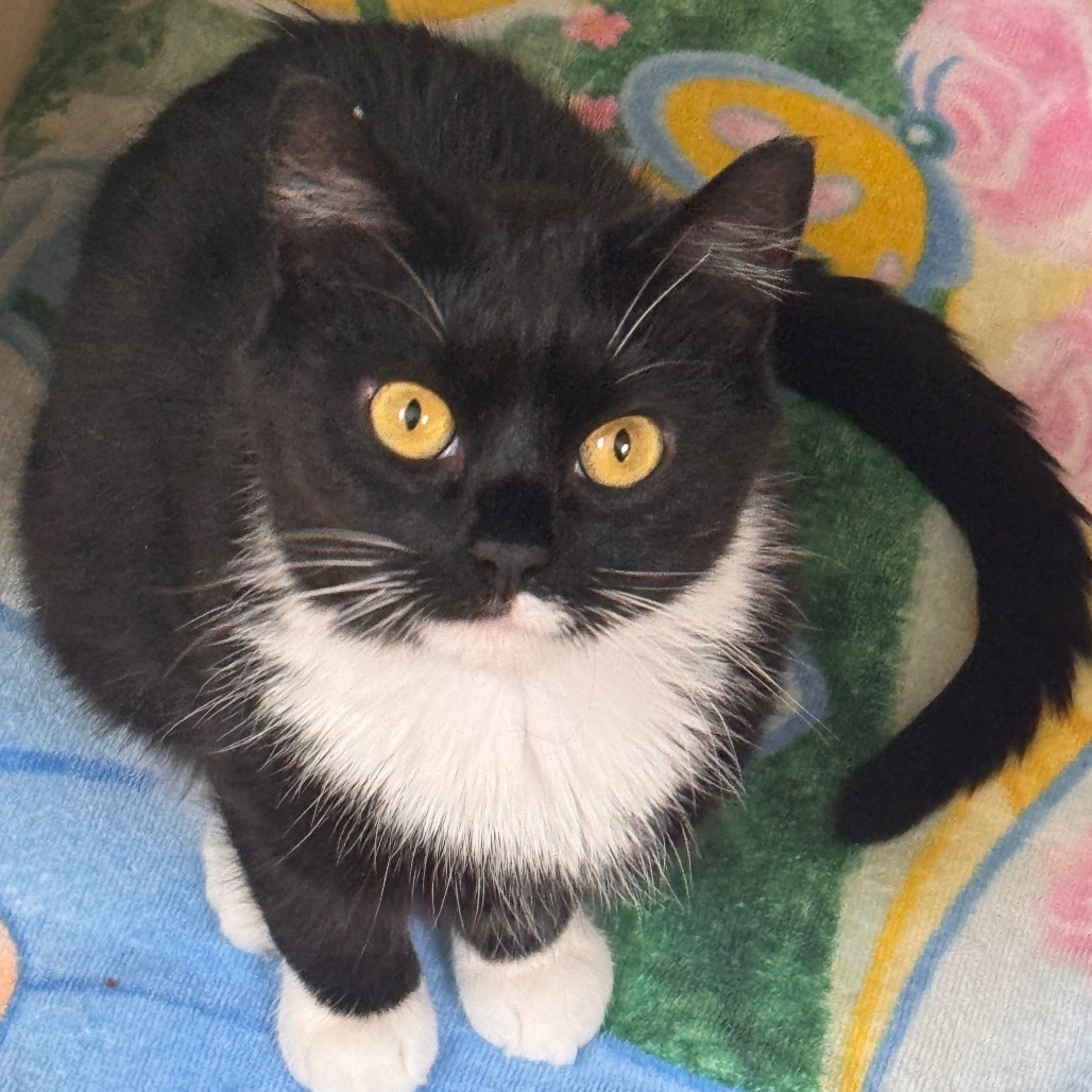 Nova