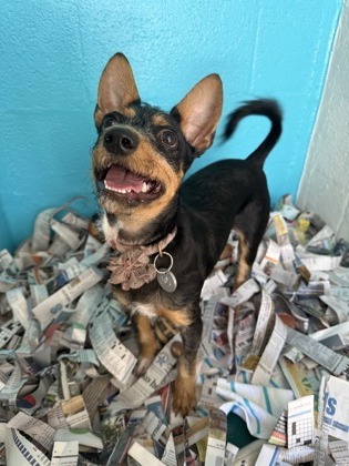 Solar, an adoptable Terrier, Mixed Breed in Honolulu, HI, 96826 | Photo Image 1