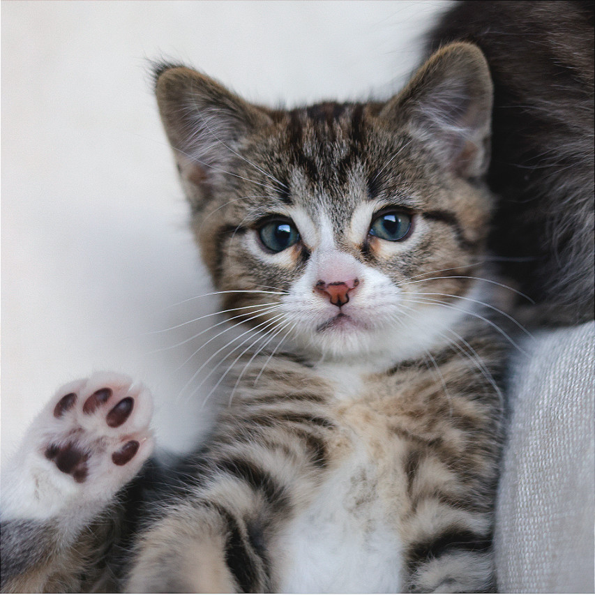 Assam, an adoptable Domestic Short Hair in Hailey, ID, 83333 | Photo Image 1